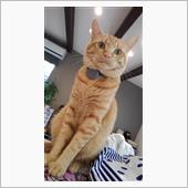 ねこ。