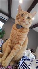ねこ。