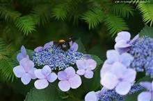 2019 紫陽花(臨時増刊号) ~ 小町公園の初夏 ~ 2019 紫陽花(臨時増刊号) ~ 小町公園の初夏 ~