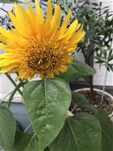 梅雨開け？