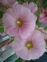 🌹　クイズと昨日の答え　🌷