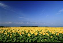 プジョかなひまわりツーリング🌻