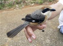 「モズのはやにえ」は求愛の栄養源