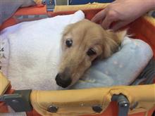 愛犬らーちゃん検査