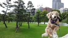 愛犬と皇居外苑・日比谷公園