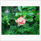 🌹🌸　珍しいと思う　RE ...