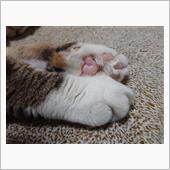ねこの肉球で想うこと ^ↀᴥ ...