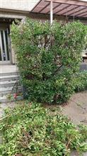 今日は植木屋さん
