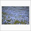 いつかのBlue *