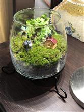 コケリウムを作ったよ