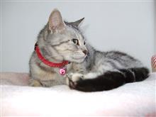 2019年7月の猫神様の日 #猫 #偲ぶ #体重測定 2019年7月の猫神様の日 #猫 #偲ぶ #体重測定