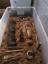カブトムシを飼育して見ませんか? カブトムシを飼育して見ませんか?