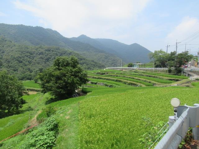 棚田に恋 1 香川県 中山千枚田 Dora1958のブログ おっとどっこい なんとかなるさ みんカラ