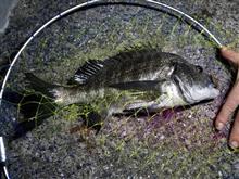 黒鯛釣り