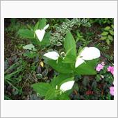 🌸　GREEN　WHITE