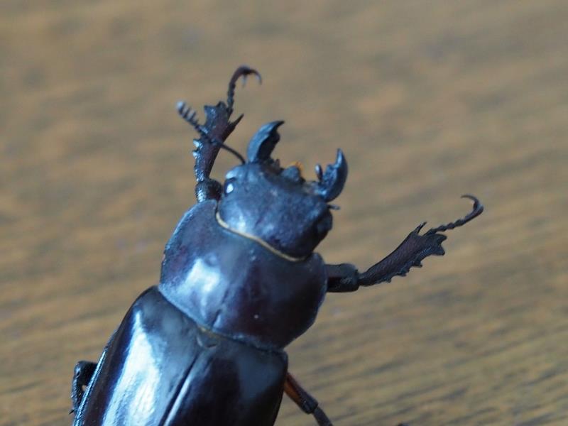 クワガタムシ 19年は不作です 黒エコのブログ 黒エコのページ みんカラ