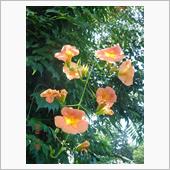 🌸　ORANGE　