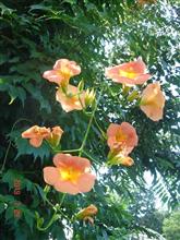 🌸　ORANGE　