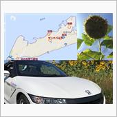 渥美半島のひまわり畑