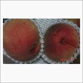 🍑　クイズと昨日の答え　🍑