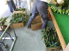 野菜争奪戦