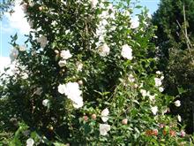 🌸　WHITE