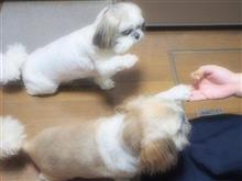 こたさん～レタス欲しいっ(*^-^*)