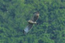 ダム湖のクマタカ幼鳥