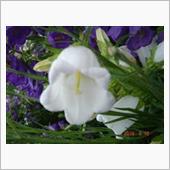 🌸　WHITE