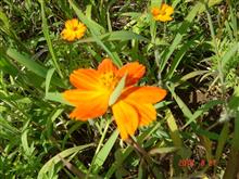 🌸　ORANGE