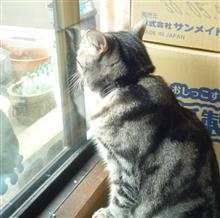 なんか、ソト、きになるなー