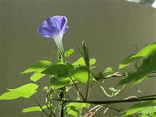 今朝ようやく咲いたいのちのアサガオ🎵