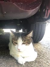 さばやまさばおさん