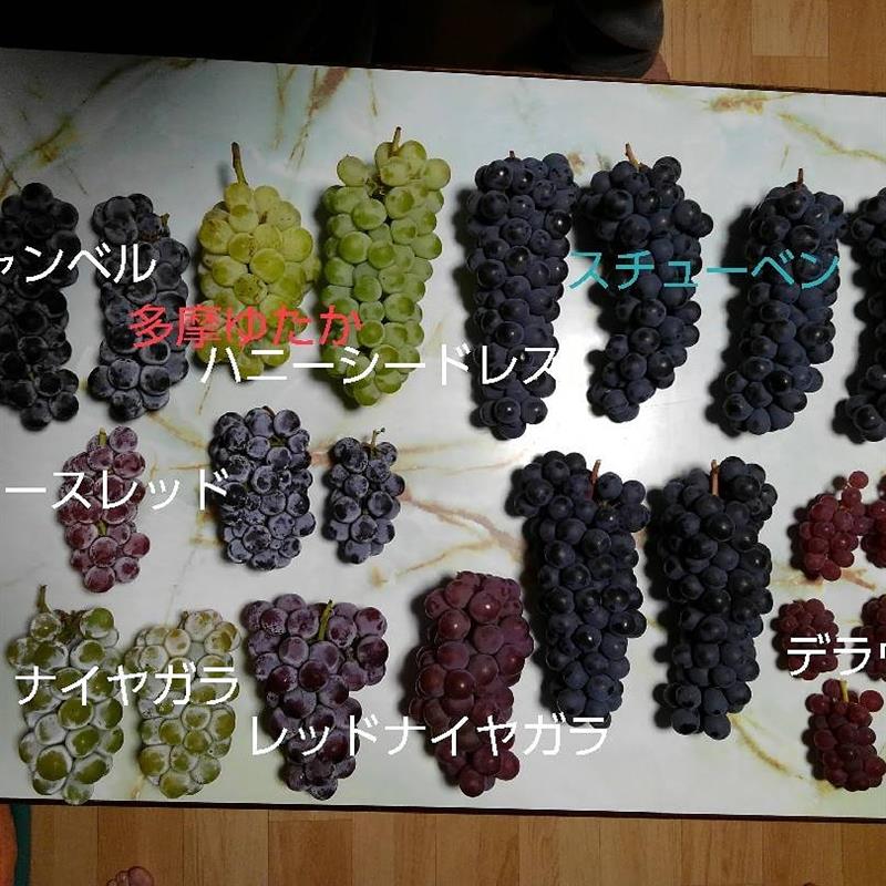 今日の収穫ブドウ Peko Maxのブログ 工作好きの山おやじ みんカラ