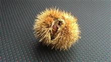 塗装しまくる シャリィ 塗装しまくる シャリィ