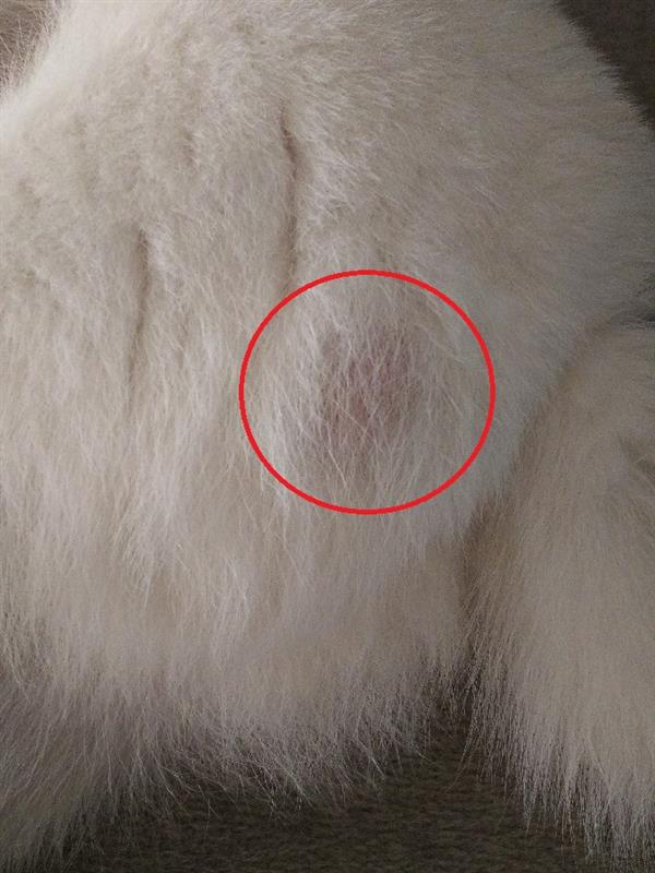 ワンコに腫瘍 Kogumaのブログ 白い北極星 白い犬 みんカラ