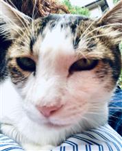 にゅーよーくのじょおうさま