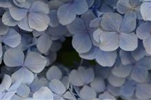 いつかの紫陽花*