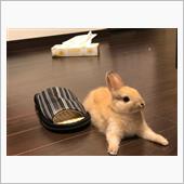 ペレットじゃないのよ