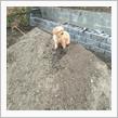 dusty dog
