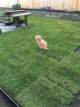 When&#39;s the best time of the year to lay sod? 