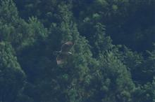 ダム湖のクマタカ幼鳥