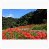 久留里城山郷～彼岸花