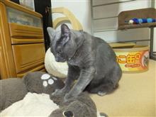 2019年9月の猫神様の日 #猫 #猫神様 #猫神様の日 #偲ぶ #体重測定 2019年9月の猫神様の日 #猫 #猫神様 #猫神様の日 #偲ぶ #体重測定