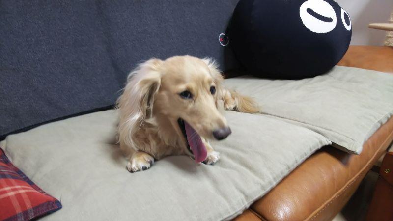 共鳴吠え 犬 ハッピー ミニチュアダックスフント 遠吠え 消防車 どんみみのブログ 気分は迎撃戦闘機２ みんカラ