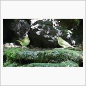 小鳥とお友達