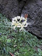 秋です