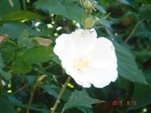 🌸　WHITE
