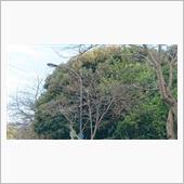 秋に桜