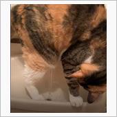 うちのネコ、水を飲むポジショ ...